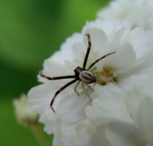 Misumena vatia