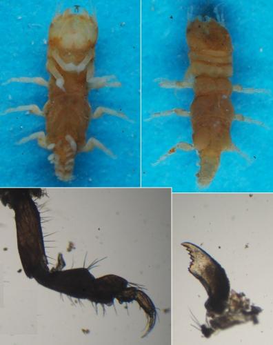Réf. 166 124 : Paragnathia formica