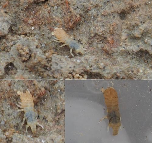 Réf. 166 116 : Paragnathia formica