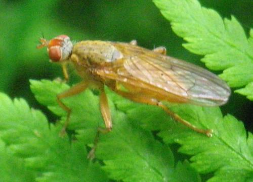 Scathophaga sp.