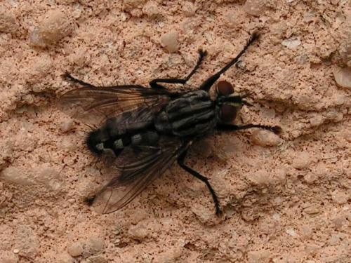 Sarcophaga sp.