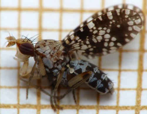 Réf. 166 874 : Trypetoptera punctulata