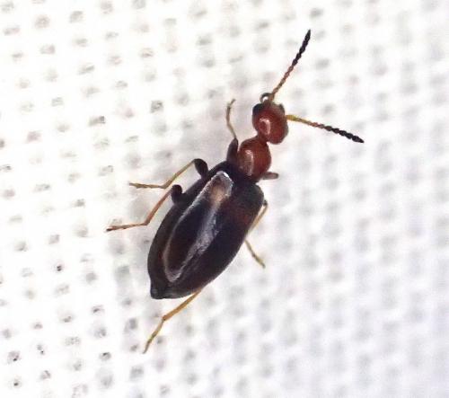 Réf. 166 057 : Microhoria terminata