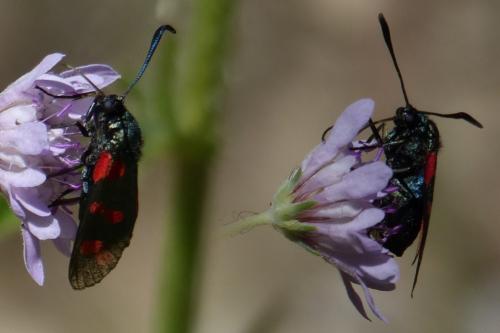 Zygaena filipendulae