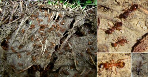 Réf. 166 600 : Myrmica sp.