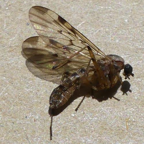 Sylvicola sp.