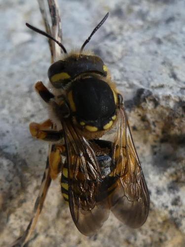 Trachusa integra