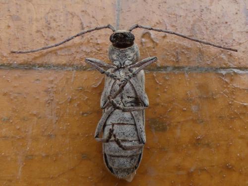 Réf. 166 813 : Trichoferus holosericeus