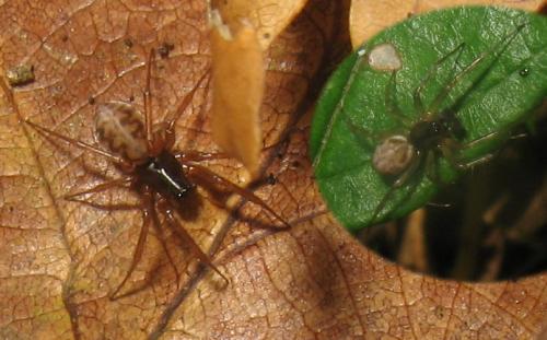 Neriene clathrata