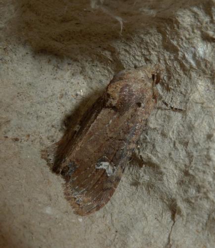 Mesapamea sp.