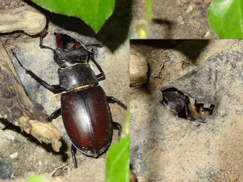 Lucanus cervus