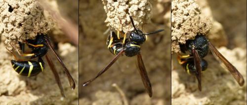 Réf. 166 334 : Odynerus sp.