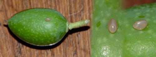 Coreus marginatus