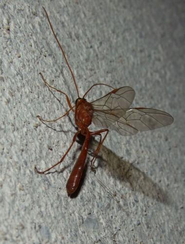 Réf. 166 613 : Ophion sp.