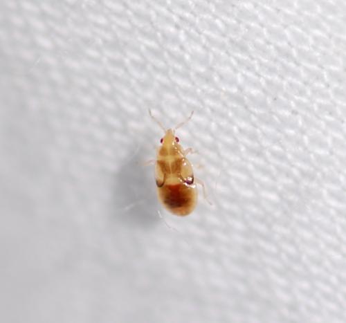 Orius laticollis