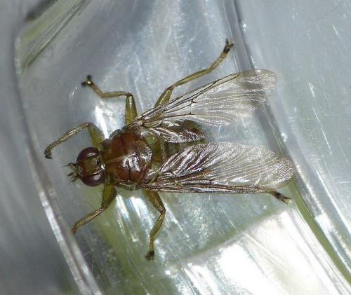 Ornithomya avicularia
