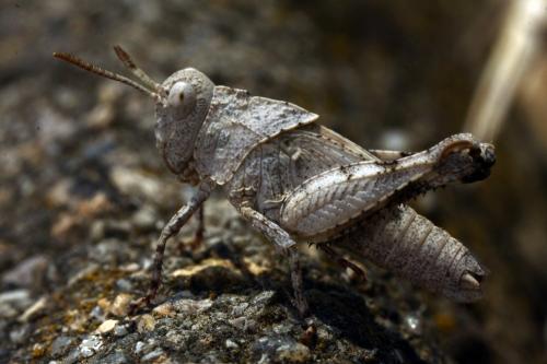Réf. 166 178 : Oedipoda sp.