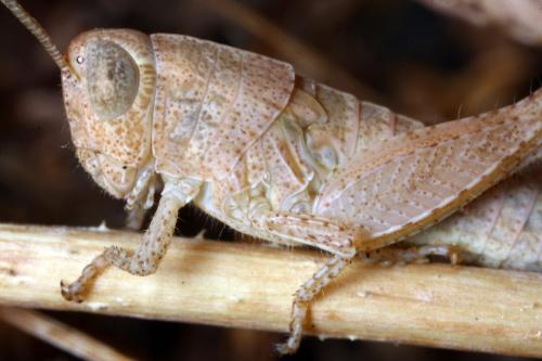 Pezotettix giornae