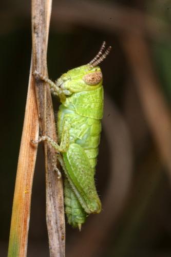 Pezotettix giornae
