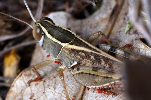 Calliptamus wattenwylianus