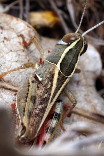 Calliptamus wattenwylianus