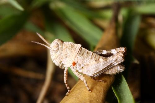 Oedipoda sp.