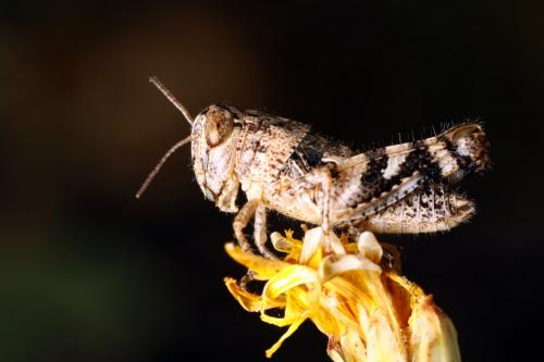 Pezotettix giornae
