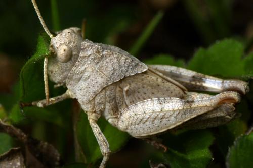 Réf. 166 179 : Oedipoda sp.