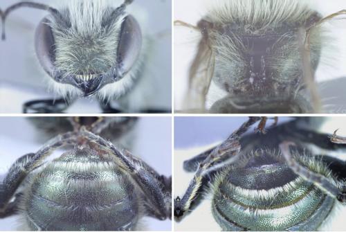 Réf. 166 460 : Osmia caerulescens