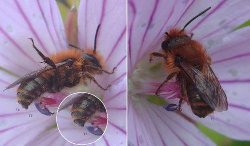 Réf. 166 389 : Osmia niveata