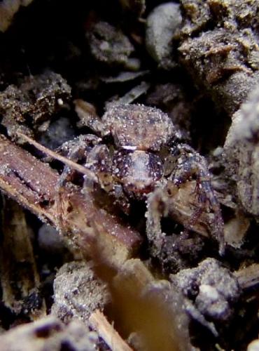 Ozyptila sp.