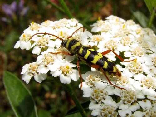 Plagionotus floralis