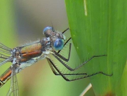 Réf. 166 052 : Lestes dryas