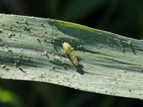 Episyrphus balteatus
