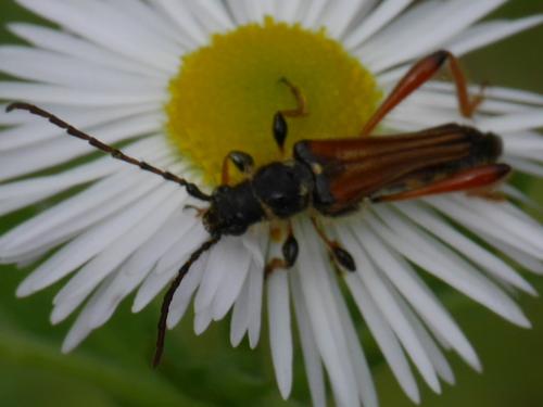 Stenopterus rufus