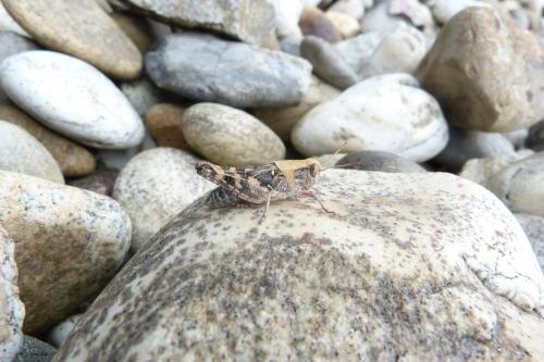Calliptamus sp.