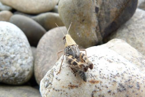 Calliptamus sp.