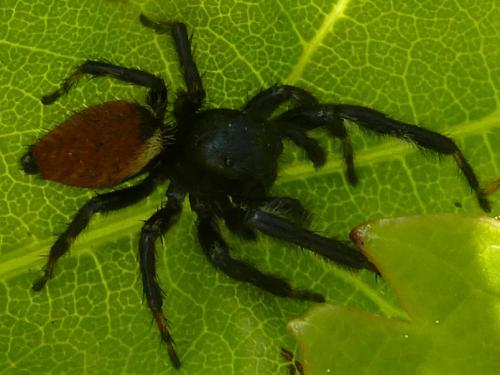 Carrhotus xanthogramma