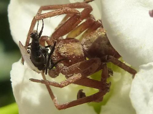 Philodromus sp.