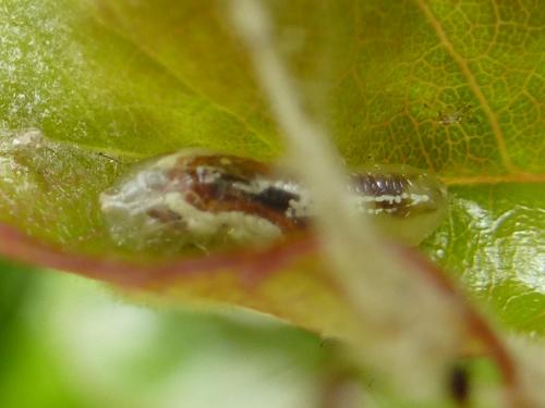 Episyrphus balteatus