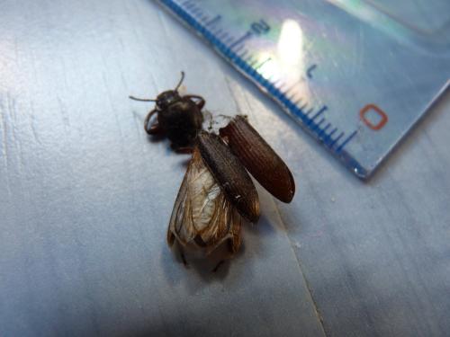Tenebrio sp.