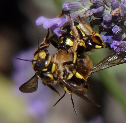 Anthidium florentinum