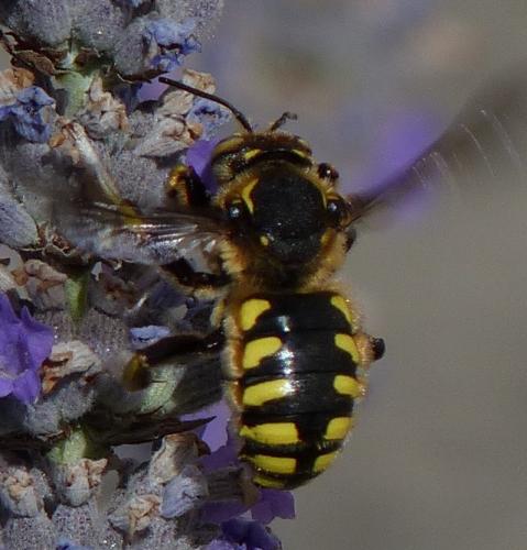 Anthidium florentinum