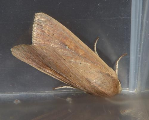 Mythimna unipuncta