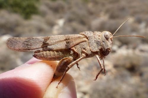 Oedipoda caerulescens caerulescens