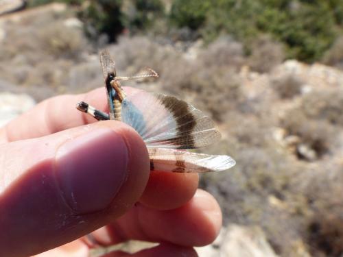 Oedipoda caerulescens caerulescens