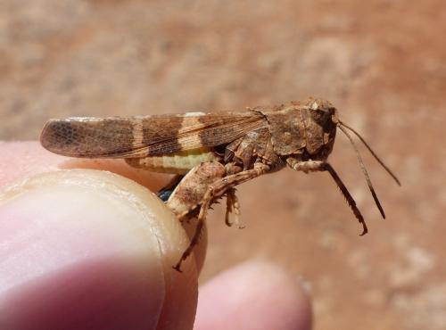 Oedipoda venusta