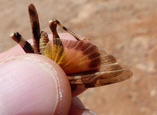 Oedipoda venusta