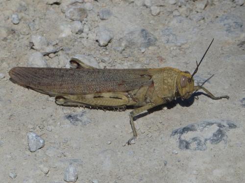 Réf. 166 711 : Anacridium aegyptium