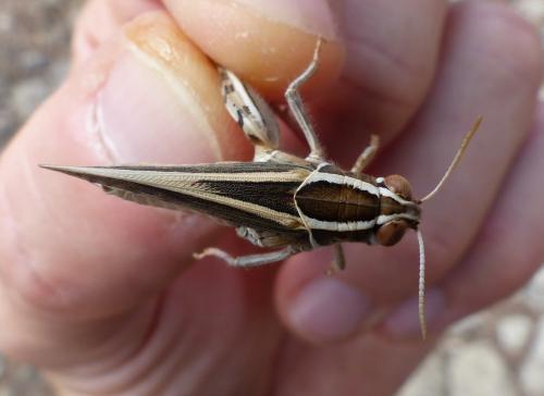 Calliptamus sp.